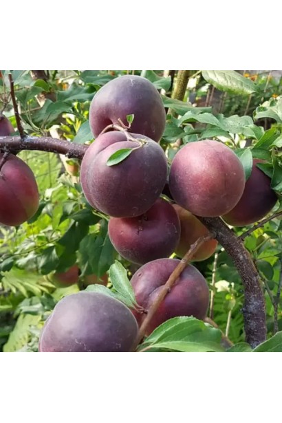 Абрикос Чорний Персиковий на дереві з темно-бордовими плодами